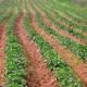 Patate da seme per agricoltori Patate da seme per agricoltori